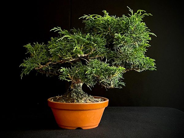 25I-AJ-02 JUNIPERUS CHINENSIS ITOIWAGA