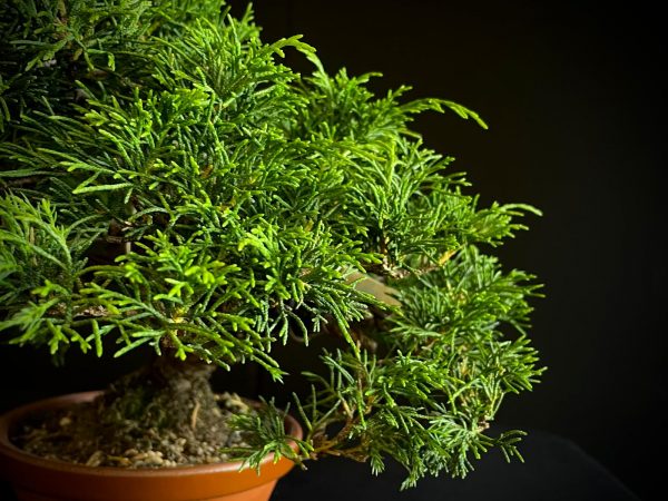 25I-AJ-02 JUNIPERUS CHINENSIS ITOIWAGA