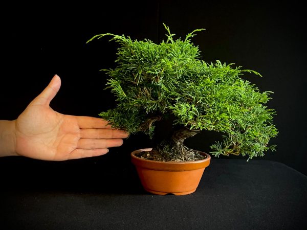 25I-AJ-02 JUNIPERUS CHINENSIS ITOIWAGA