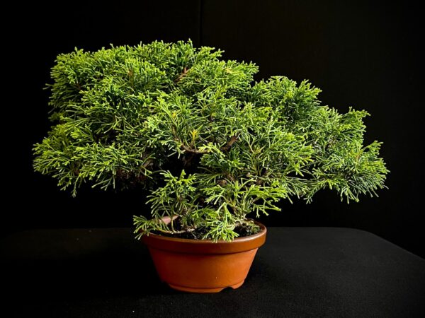 25I-AJ-02 JUNIPERUS CHINENSIS ITOIWAGA