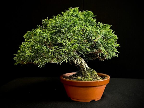25I-AJ-02 JUNIPERUS CHINENSIS ITOIWAGA