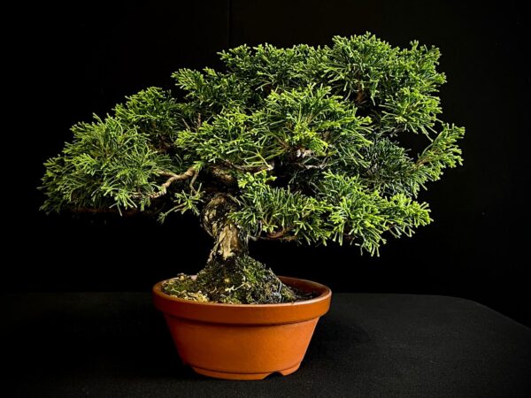 25I-AJ-02 JUNIPERUS CHINENSIS ITOIWAGA