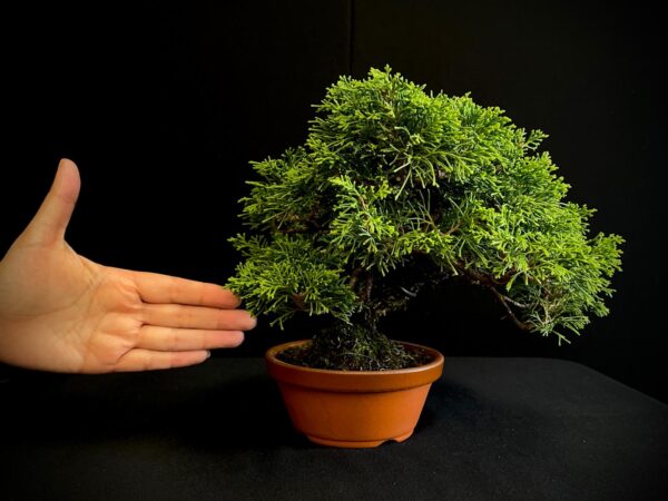 25I-AJ-02 JUNIPERUS CHINENSIS ITOIWAGA