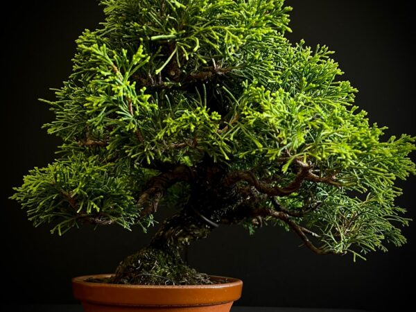 25I-AJ-02 JUNIPERUS CHINENSIS ITOIWAGA