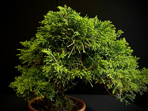 25I-AJ-02 JUNIPERUS CHINENSIS ITOIWAGA