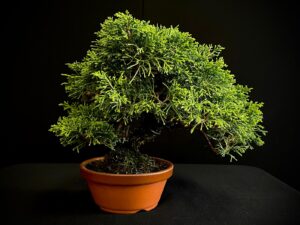 25I-AJ-02 JUNIPERUS CHINENSIS ITOIWAGA