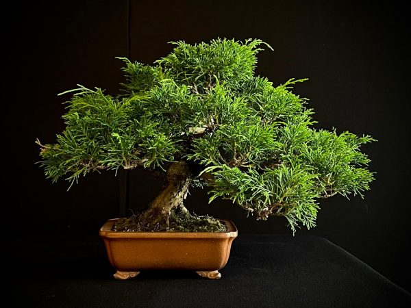25I-AJ-03 JUNIPERUS CHINENSIS ITOIWAGA