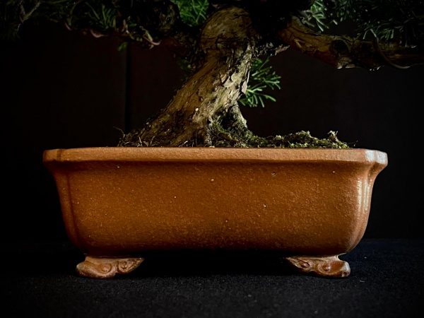 25I-AJ-03 JUNIPERUS CHINENSIS ITOIWAGA