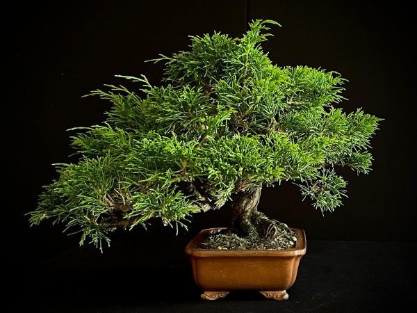 25I-AJ-03 JUNIPERUS CHINENSIS ITOIWAGA