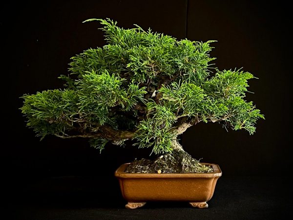25I-AJ-03 JUNIPERUS CHINENSIS ITOIWAGA
