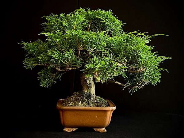 25I-AJ-03 JUNIPERUS CHINENSIS ITOIWAGA