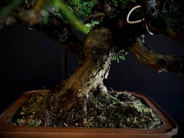 25I-AJ-03 JUNIPERUS CHINENSIS ITOIWAGA