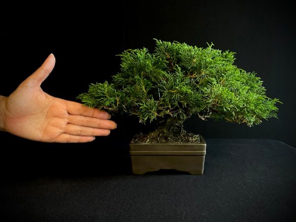 25I-AJ-04 JUNIPERUS CHINENSIS ITOIWAGA