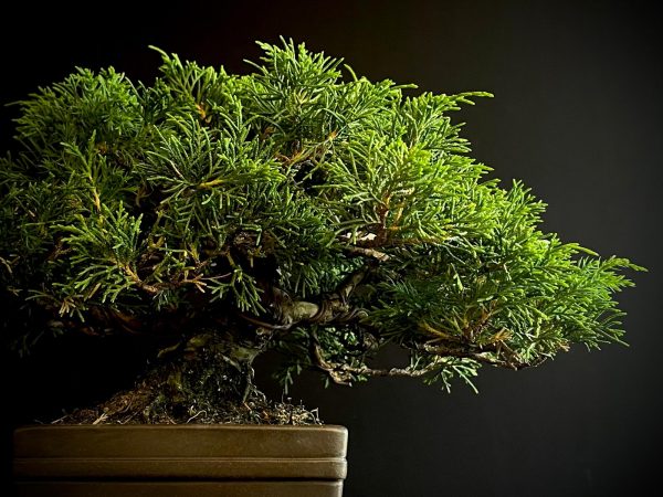 25I-AJ-04 JUNIPERUS CHINENSIS ITOIWAGA