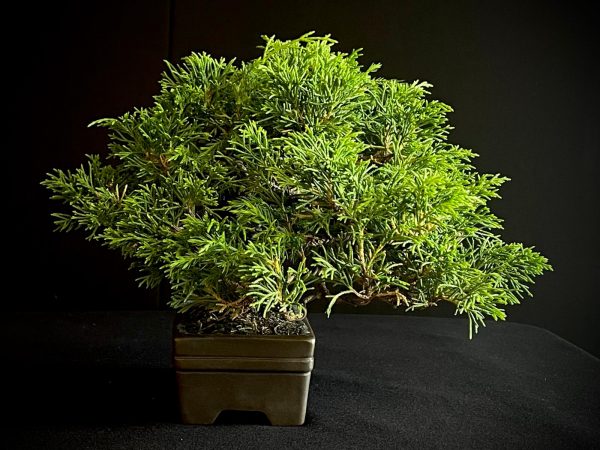 25I-AJ-04 JUNIPERUS CHINENSIS ITOIWAGA