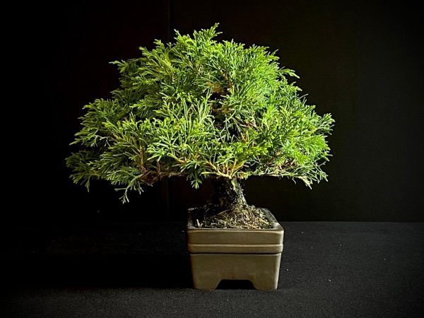 25I-AJ-04 JUNIPERUS CHINENSIS ITOIWAGA