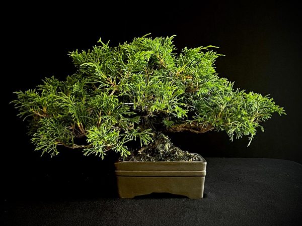 25I-AJ-04 JUNIPERUS CHINENSIS ITOIWAGA