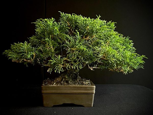 25I-AJ-04 JUNIPERUS CHINENSIS ITOIWAGA