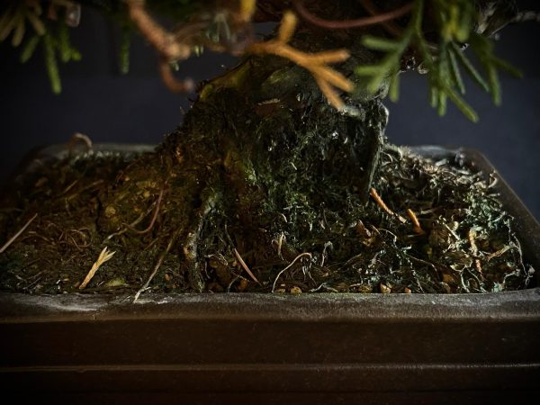 25I-AJ-04 JUNIPERUS CHINENSIS ITOIWAGA