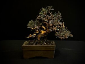 25I-AJ-04 JUNIPERUS CHINENSIS ITOIWAGA (1)