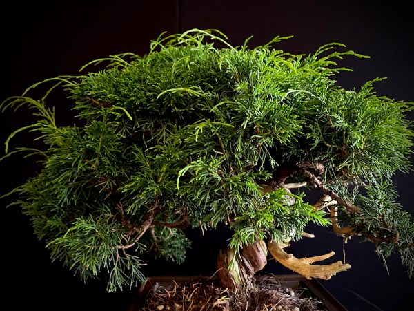 25I-AJ-05 JUNIPERUS CHINENSIS ITOIWAGA