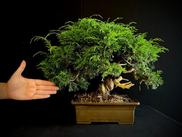 25I-AJ-05 JUNIPERUS CHINENSIS ITOIWAGA