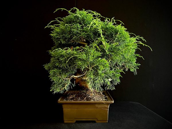25I-AJ-05 JUNIPERUS CHINENSIS ITOIWAGA