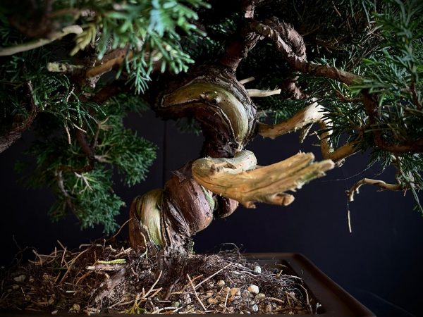 25I-AJ-05 JUNIPERUS CHINENSIS ITOIWAGA