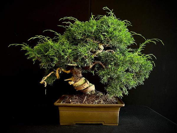 25I-AJ-05 JUNIPERUS CHINENSIS ITOIWAGA