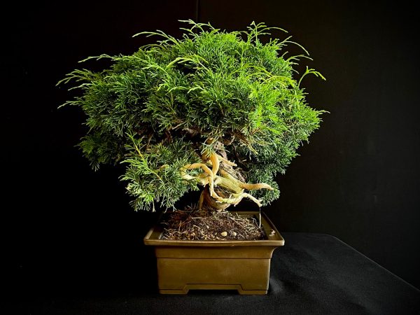 25I-AJ-05 JUNIPERUS CHINENSIS ITOIWAGA