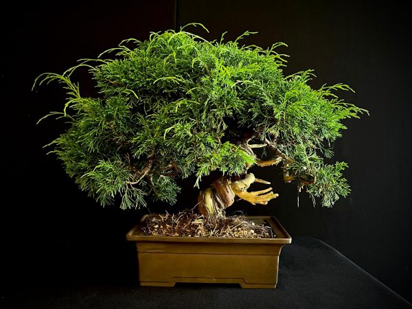 25I-AJ-05 JUNIPERUS CHINENSIS ITOIWAGA