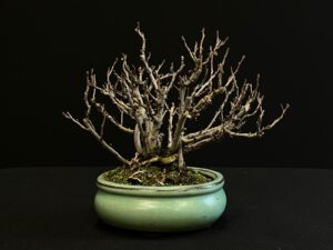 25I-AJ-09 CHAENOMELES JAPONICA
