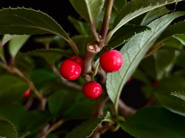 25I-AJ-11 ILEX SERRATA