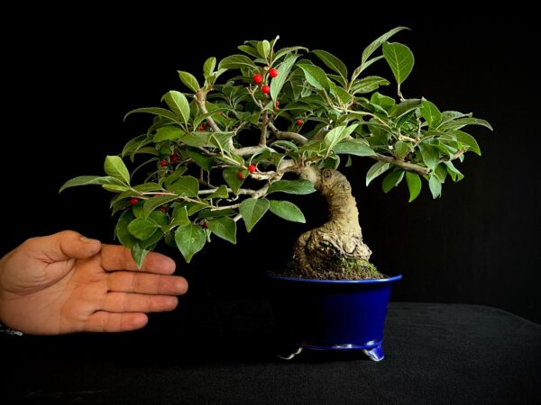 25I-AJ-11 ILEX SERRATA