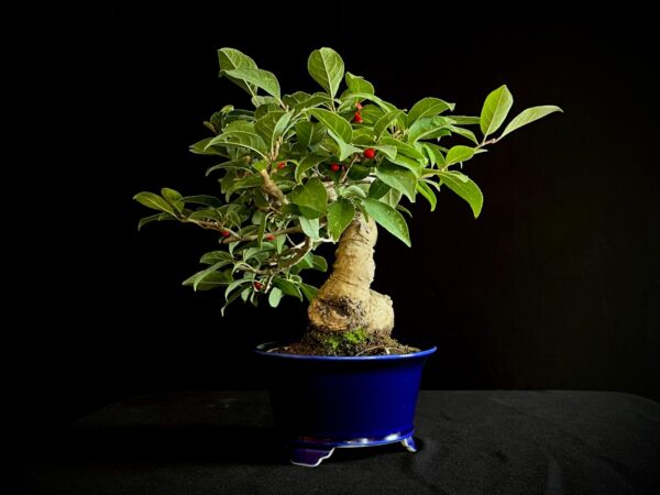 25I-AJ-11 ILEX SERRATA