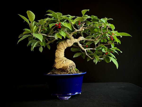 25I-AJ-11 ILEX SERRATA