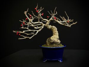 25I-AJ-11 ILEX SERRATA