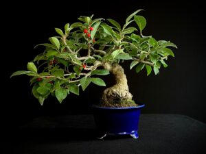 25I-AJ-11 ILEX SERRATA