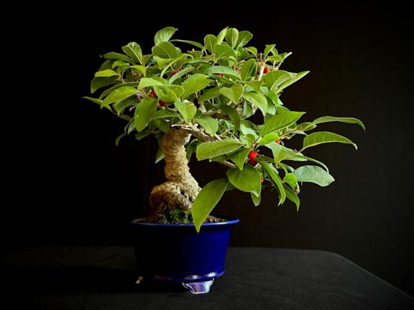 25I-AJ-11 ILEX SERRATA