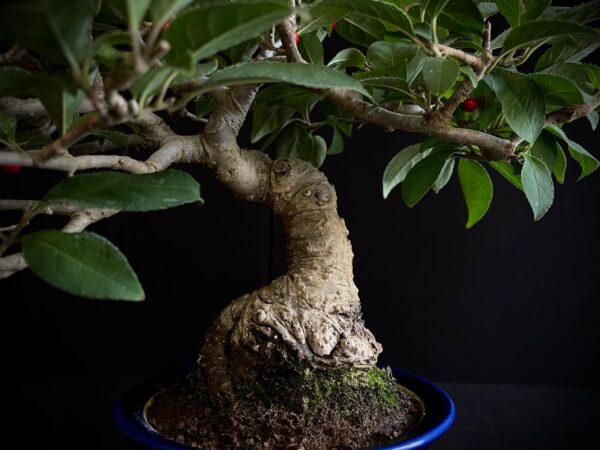 25I-AJ-11 ILEX SERRATA