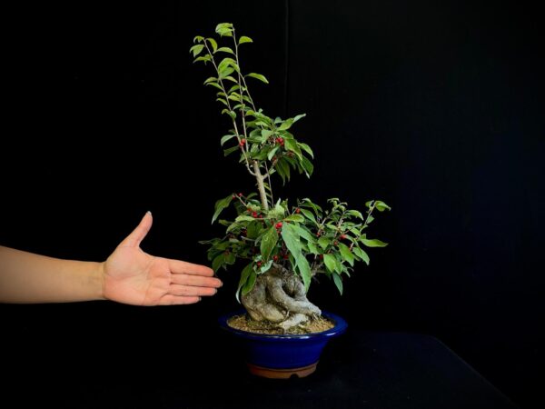 25I-AJ-12 ILEX SERRATA