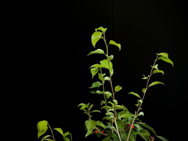 25I-AJ-12 ILEX SERRATA