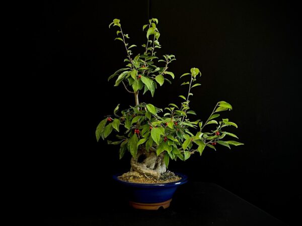 25I-AJ-12 ILEX SERRATA