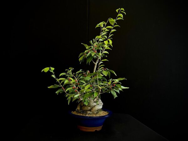 25I-AJ-12 ILEX SERRATA