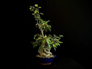 25I-AJ-12 ILEX SERRATA