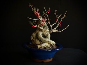 25I-AJ-12 ILEX SERRATA