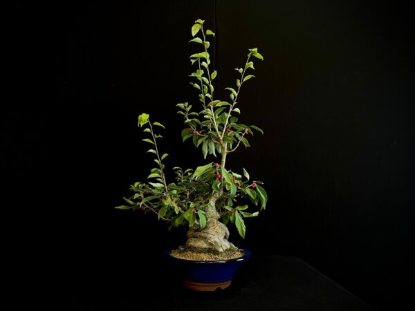25I-AJ-12 ILEX SERRATA