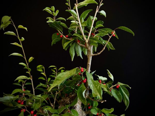 25I-AJ-12 ILEX SERRATA