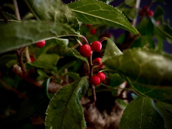 25I-AJ-12 ILEX SERRATA