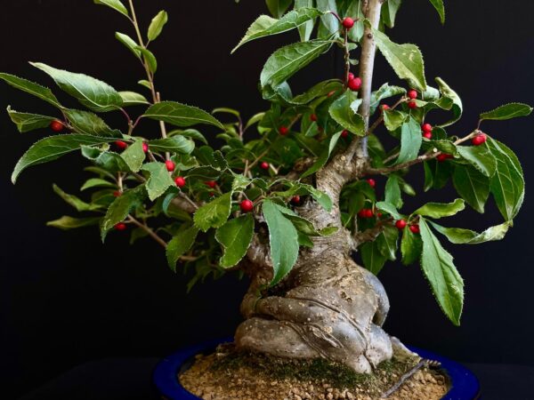 25I-AJ-12 ILEX SERRATA